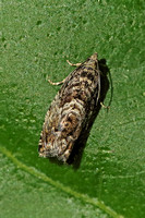 Cydia fagiglandana (Large Beech Piercer)