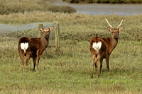 Sika Deer (Cervus nippon - Pair)