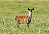 Sika Deer (Cervus nippon - Fawn)