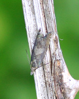 Dichrorampha plumbana (Lead-coloured Drill)
