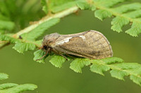 Common Swift (Female)