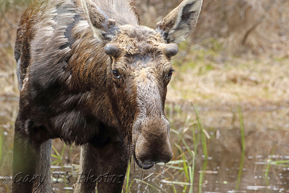 North American Moose (Alces alces)