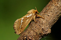 Common Swift (Male)