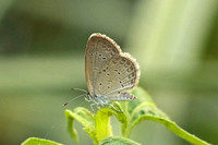 Lesser Grass Blue (Zizina otis)