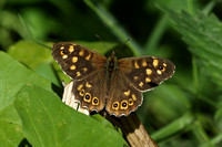 Isles of Scilly Speckled Wood (Pararge aegeria insula)