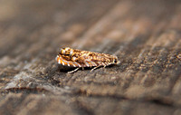 Enarmonia formosa (Cherry Bark Moth)