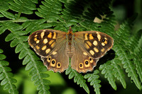 Isles of Scilly Speckled Wood (Pararge aegeria insula - Female)