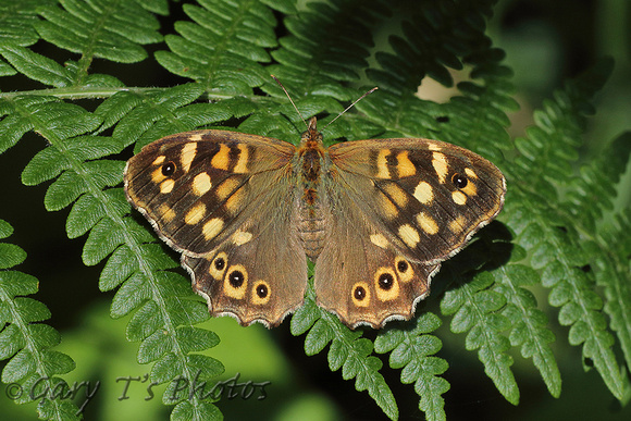 Isles of Scilly Speckled Wood (Pararge aegeria insula - Female)