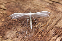 Pterophorus pentadactyla (White Plume Moth)