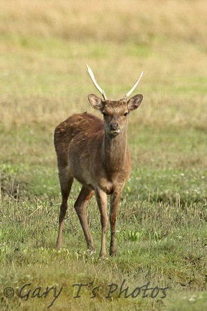 Sika Deer (Cervus nippon - Stag)
