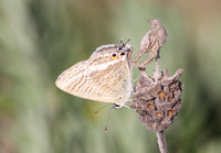 Long-tailed Blue (Lampides boeticus - Female)