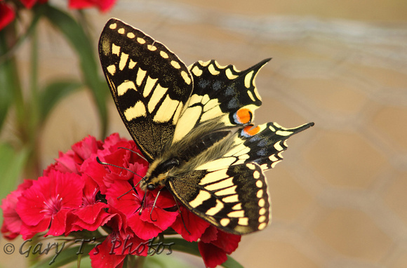 British Swallowtail (Papilio machaon ssp. britannique)