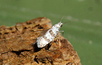 Scythropia crataegella (Hawthorn Moth)
