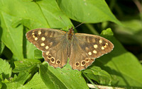 Isles of Scilly Speckled Wood (Pararge aegeria insula - Male)