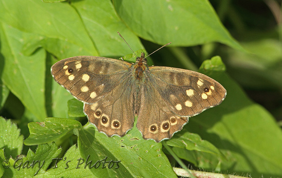 Isles of Scilly Speckled Wood (Pararge aegeria insula - Male)