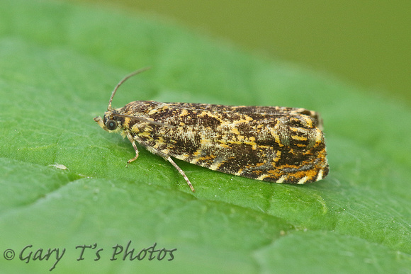 Enarmonia formosana (Cherry Bark Moth)