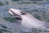 Hectors Dolphin (Cephalorhynchus hectori)