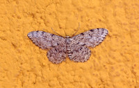 Speckled Nereid (Scopula rufomixtaria)