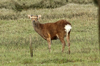 Sika Deer (Cervus nippon - Doe)