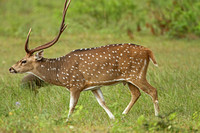 Sri Lankan Spotted Deer (Axis axis ceylonensis - Stag)