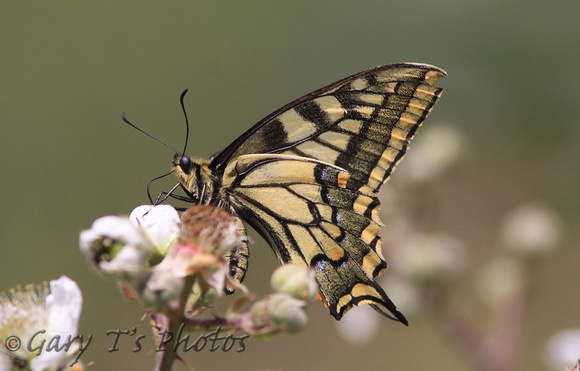 British Swallowtail (Papilio machaon ssp. britannique)