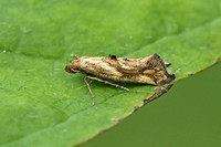 Epermenia falciformis (Large Lance-wing)