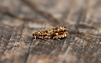 Enarmonia formosa (Cherry Bark Moth)