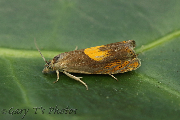 Dichrorampha alpinana (Broad-blotch Drill)