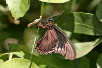Polydamas Swallowtail (Battus polydamas)