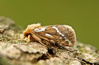 Common Swift (Korscheltellus lupulina - Male)