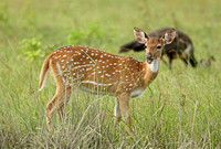 Sri Lankan Spotted Deer (Axis axis ceylonensis - Doe)