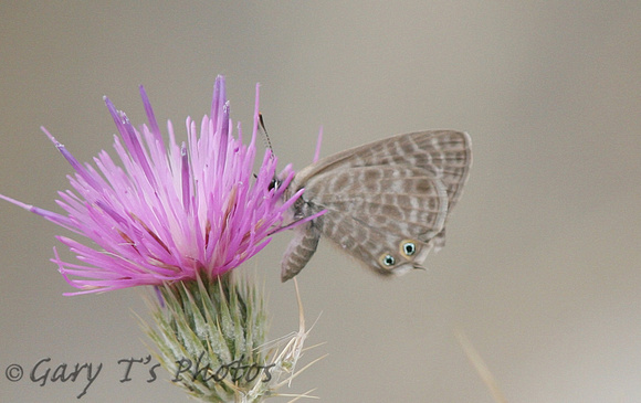 Lang's Short-tailed Blue (Leptotes pirithous)