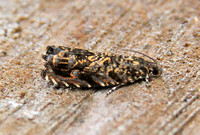 Enarmonia formosa (Cherry Bark Moth)