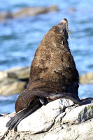 New Zealand Fur Seal (Arctocephalus forsteri - Female)