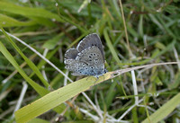 Large Blue (Phengaris arion - Female)