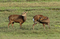 Sika Deer (Cervus nippon - Does)