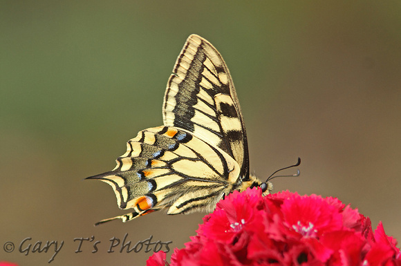 British Swallowtail (Papilio machaon ssp. britannique)