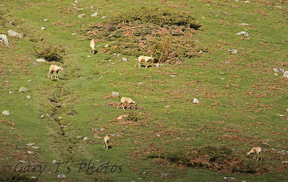 Pyrenean Chamois (Rupicapra pyrenaica)