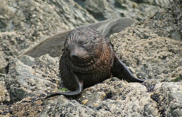 New Zealand Fur Seal (Arctocephalus forsteri - Pup)