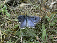 Large Blue (Phengaris arion - Male)