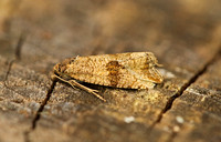 Celypha striana (Barred Marble)