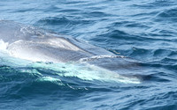 Fin Whale (Balaenoptera physalis)
