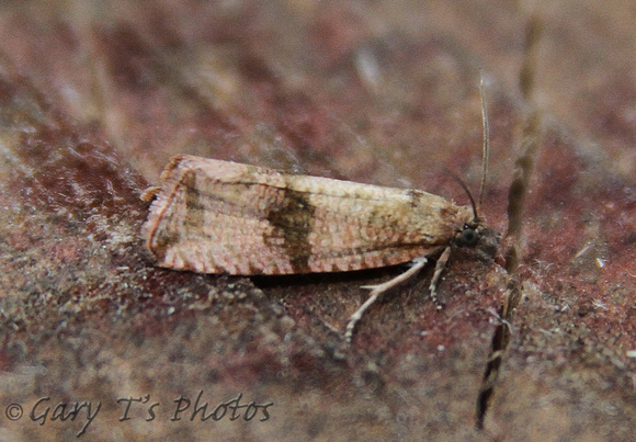 Celypha striana (Barred Marble)