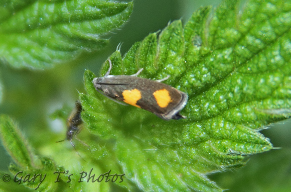 Pammene aurana (Orange-spot Piercer)