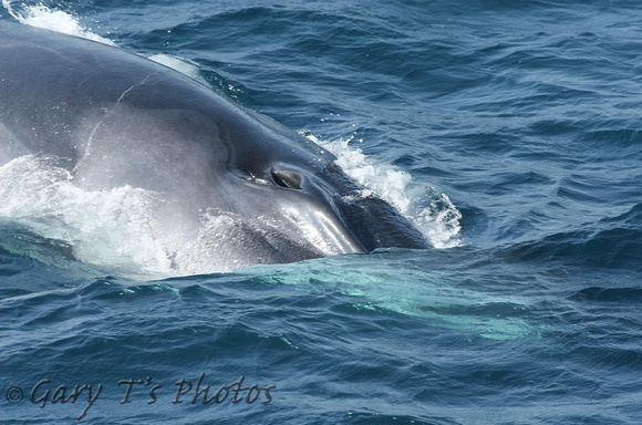 Fin Whale (Balaenoptera physalis)