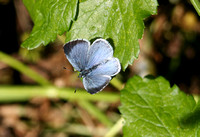 Holly Blue (Celastrina argiolus - Female)