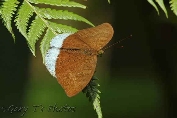 Common Earl (Tanaecia julii)