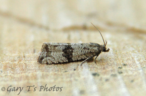 Celypha striana (Barred Marble)