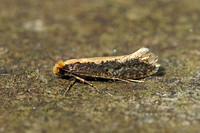Monopis crocicapitella (Pale-backed Clothes Moth)