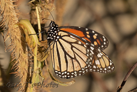 Monarch (Danaus plexippus - Male)